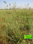 GRASS SEEDS Flaxseeds fodder 100 kg